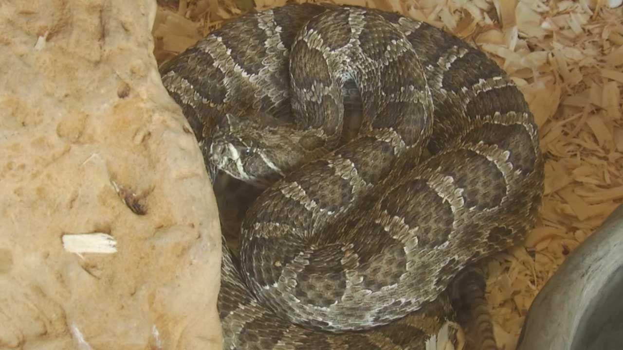 OK Poison Control Warns Against Home Remedies For Snake Bites
