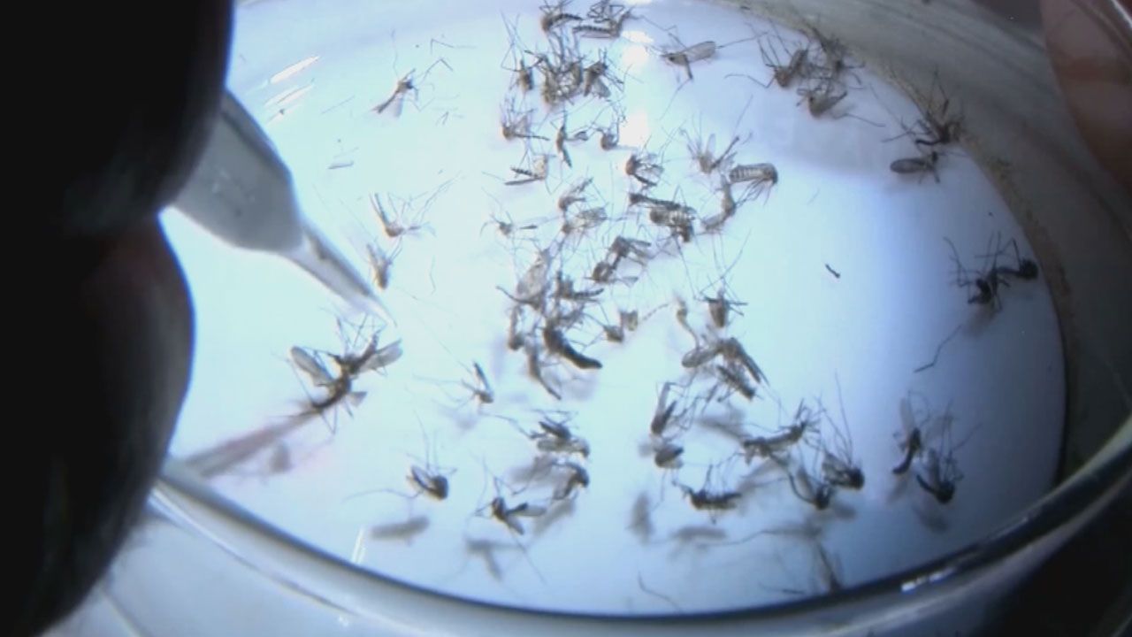 Scientists Discover New Brain Disorder Caused By Zika Virus