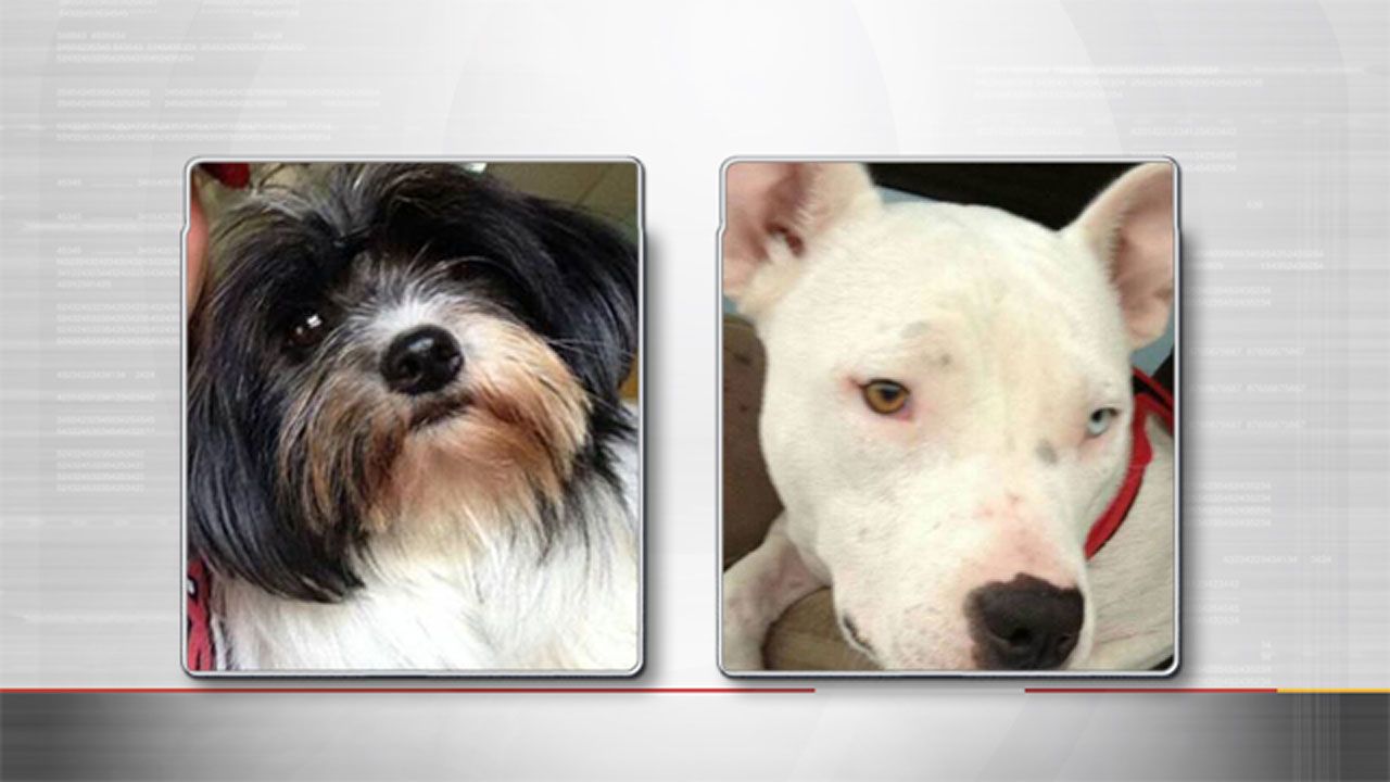 Woman Says Minivan With Pets Inside Was Stolen In Stillwater