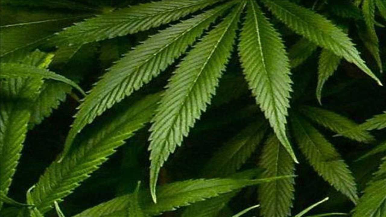 Businesses Work To Collect Signatures For Medical Marijuana Petition
