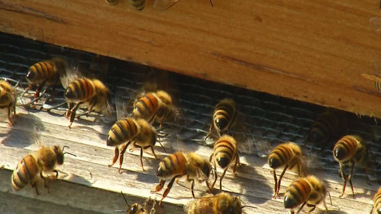 Incident Involving Bees, Hives Wreaks Havoc On SE OKC Walmart