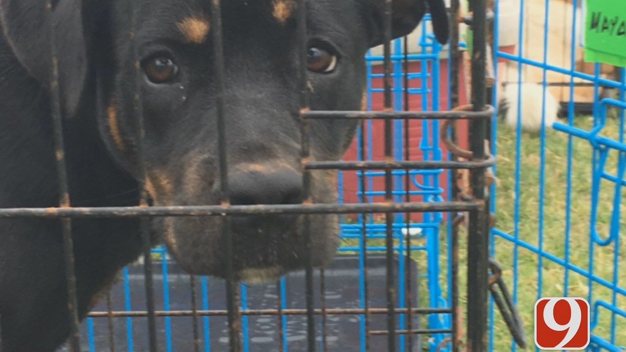 Oklahoma Shelter Dogs Get New Lease On Life