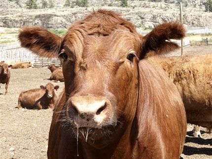 Cattle Rustling