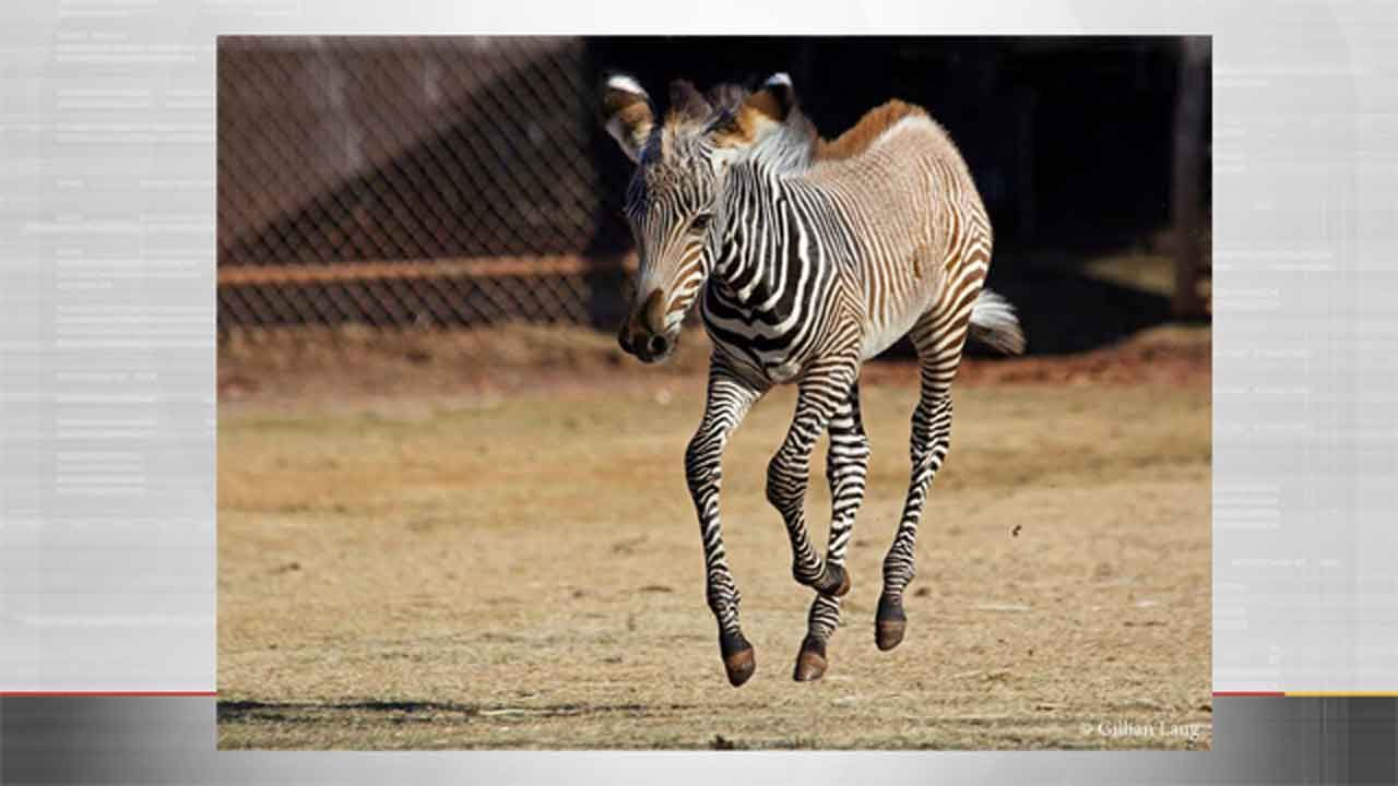 Visitor Climbs Into Zebra Enclosure At OKC Zoo "On A Dare"