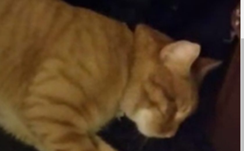 Edmond Resident Credits Cat For Saving His Life