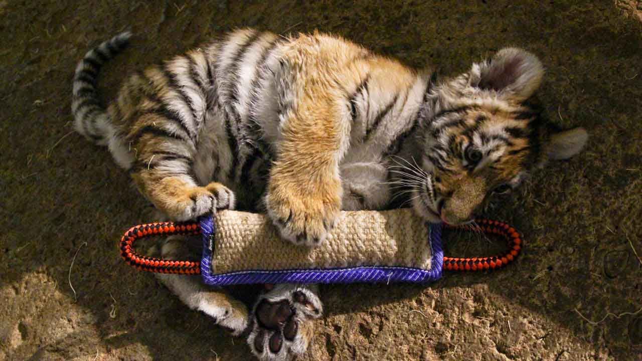 Baby Amur Tiger, Neglected By Mom, Headed To OKC Zoo