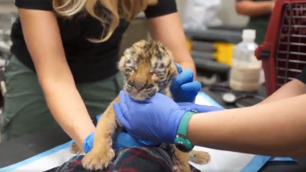 Tiger Cub Sent To Oklahoma Zoo Accepted By New Mother