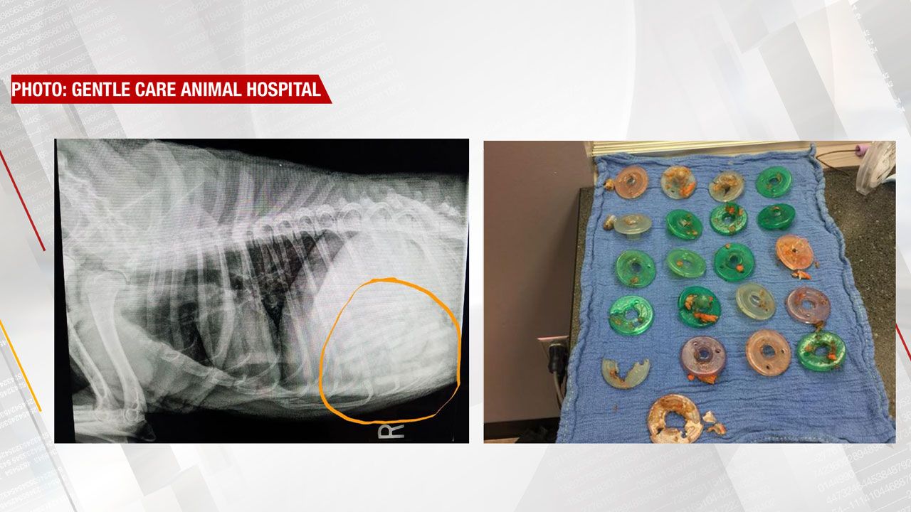 Edmond Veterinarian Removes 21 Pacifiers From Dog's Stomach