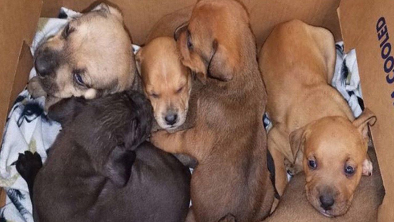 Box Of Puppies With Parvo Dumped In MWC