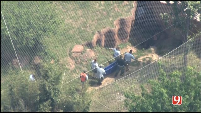 Tiger Contained After Escaping Enclosure At OKC Zoo