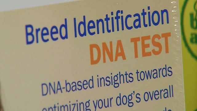 Doggy DNA Test Helps Owners Identify Their Dog's Breed