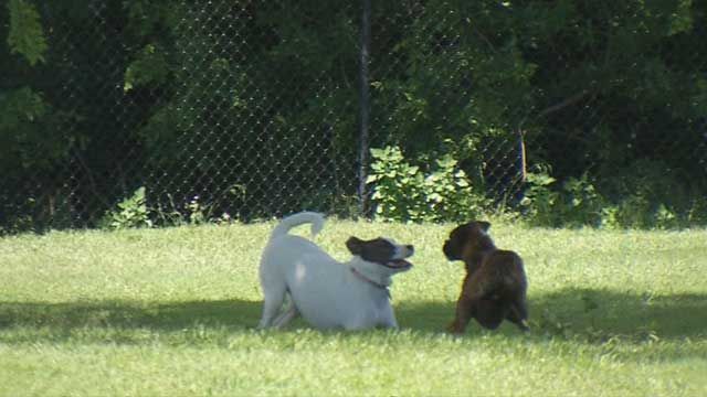 OKC Dogs Drowned In Flood Waters After Owners Left Them Tied Up