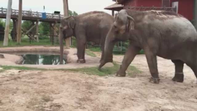 Seattle Elephants Arrive At Oklahoma City Zoo