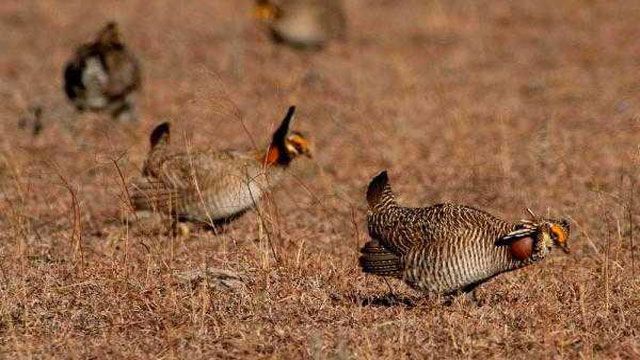 US House Moves To Delist Lesser Prairie Chicken