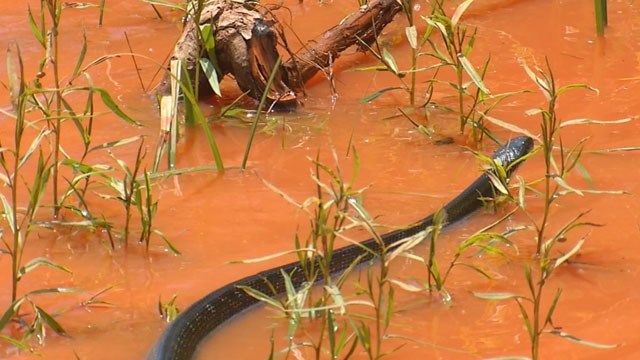 Snakes, Other Wildlife Creeping Into Homes And Yards Due To Flooding