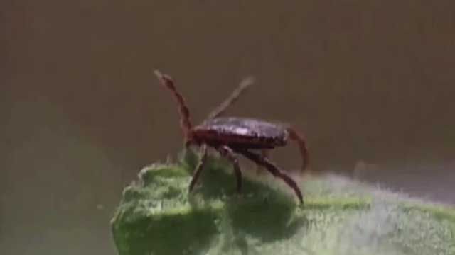 Health Official Speaks Out About Rare Tick Virus Confirmed In Oklahoma