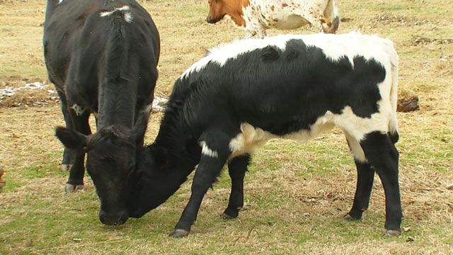 Oklahoma Livestock Producers Urged To Stay Alert For Anthrax