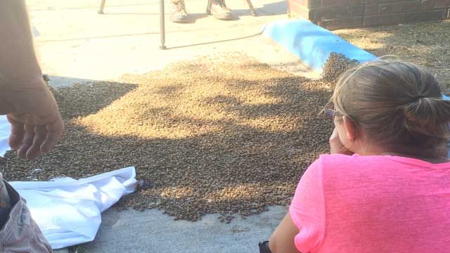 Swarm Of Bees Lands In Midwest City Family's Driveway