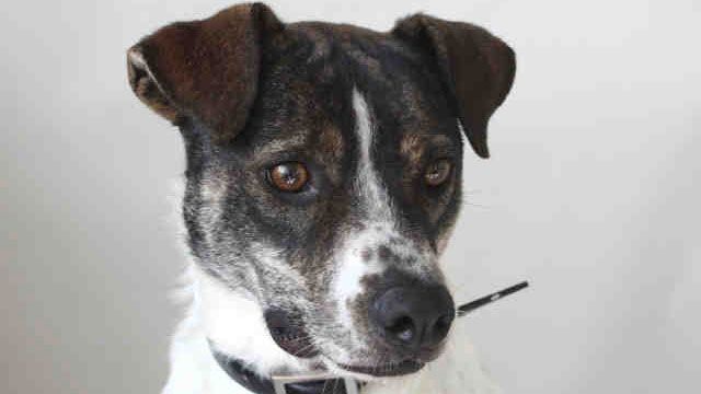 Tips On Protecting Your Pets During July 4 Celebrations