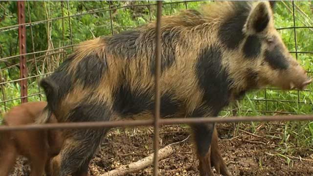 Feral Hogs Targeted By New Oklahoma Legislation