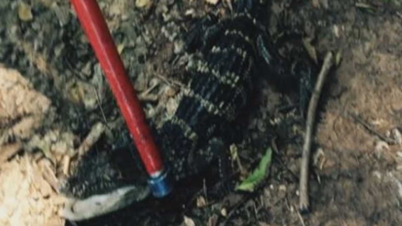 Oklahoma City Animal Welfare Removes Alligator From Drainage Ditch