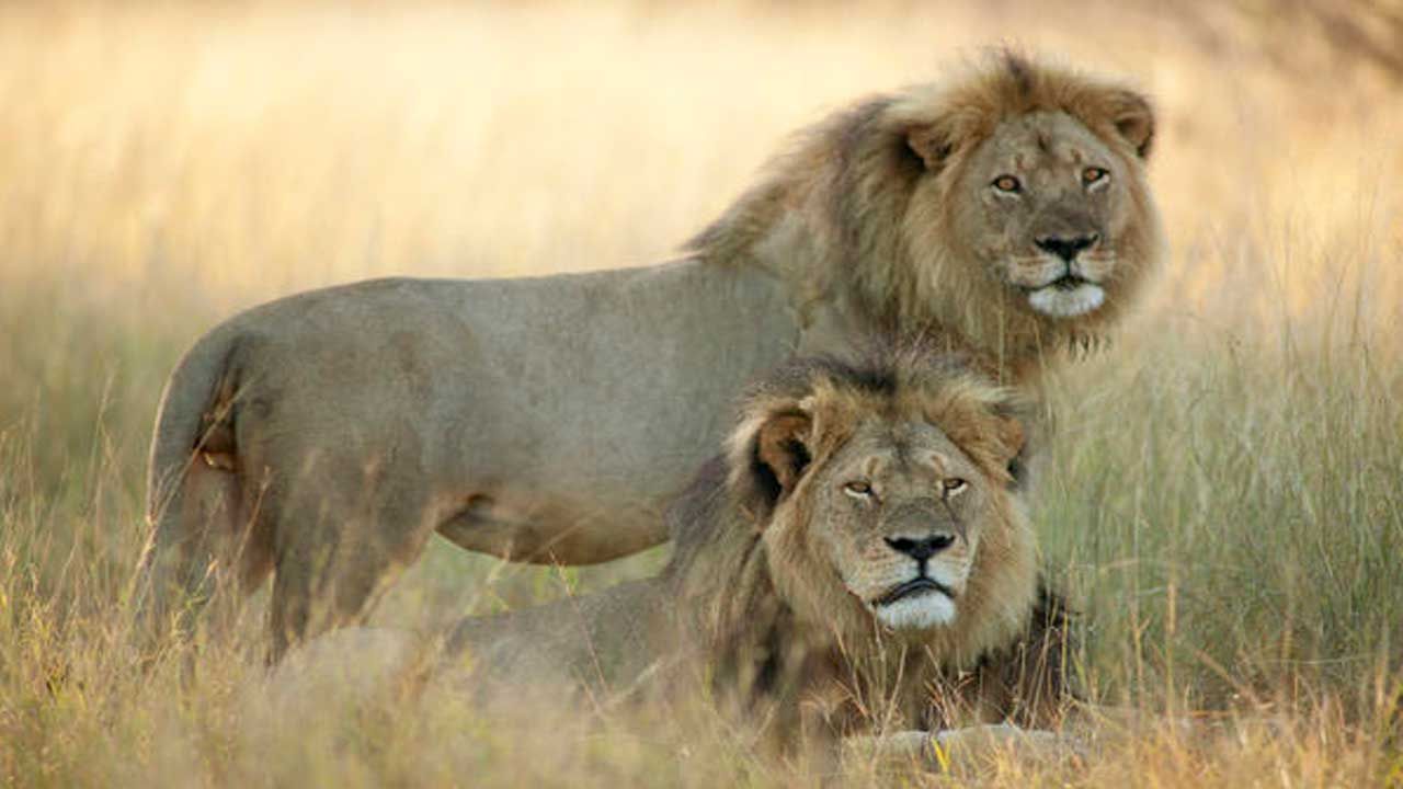 Zimbabwe Group: Cecil The Lion's Brother Killed