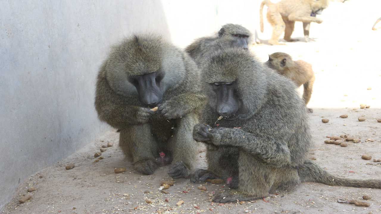 OU President Orders Review Of Baboon Breeding Program