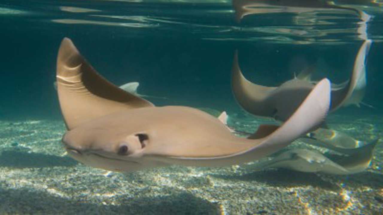 OKC Zoo Keeper Recovering After Being Stung By Stingray