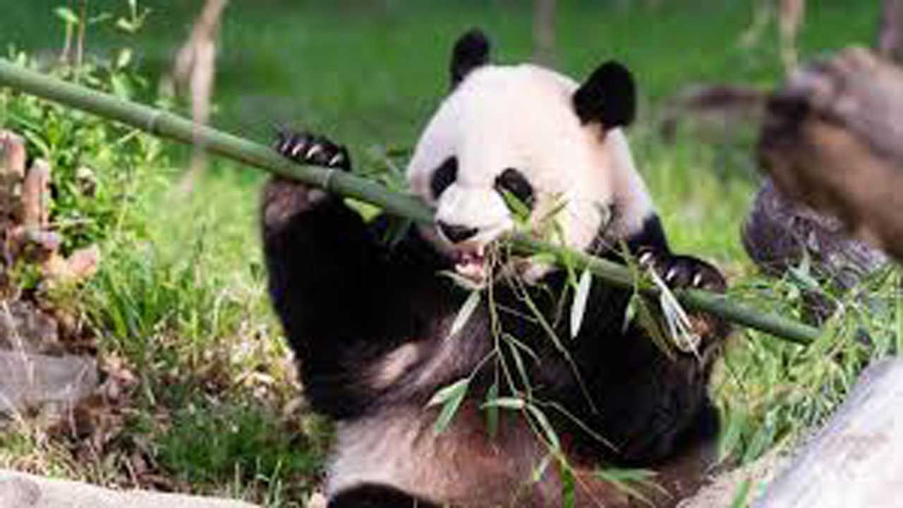 National Zoo: Panda Gives Birth To A Cub