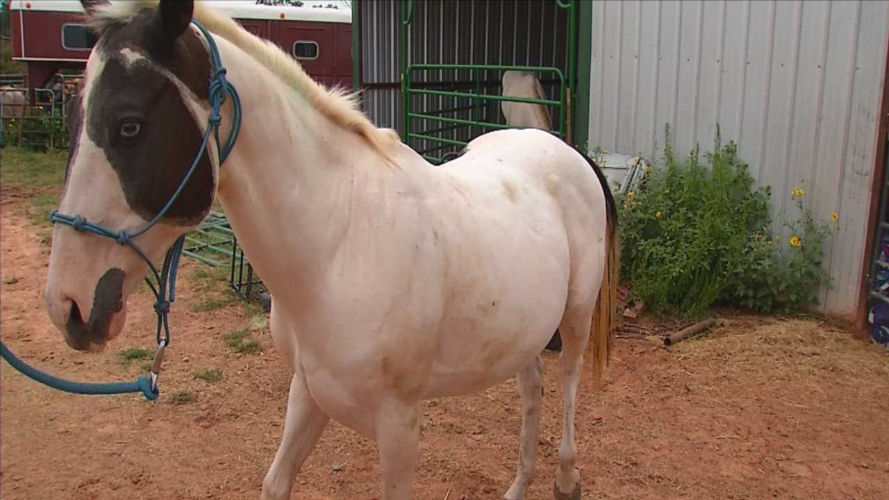 Horse Found Abused Again After Adoption