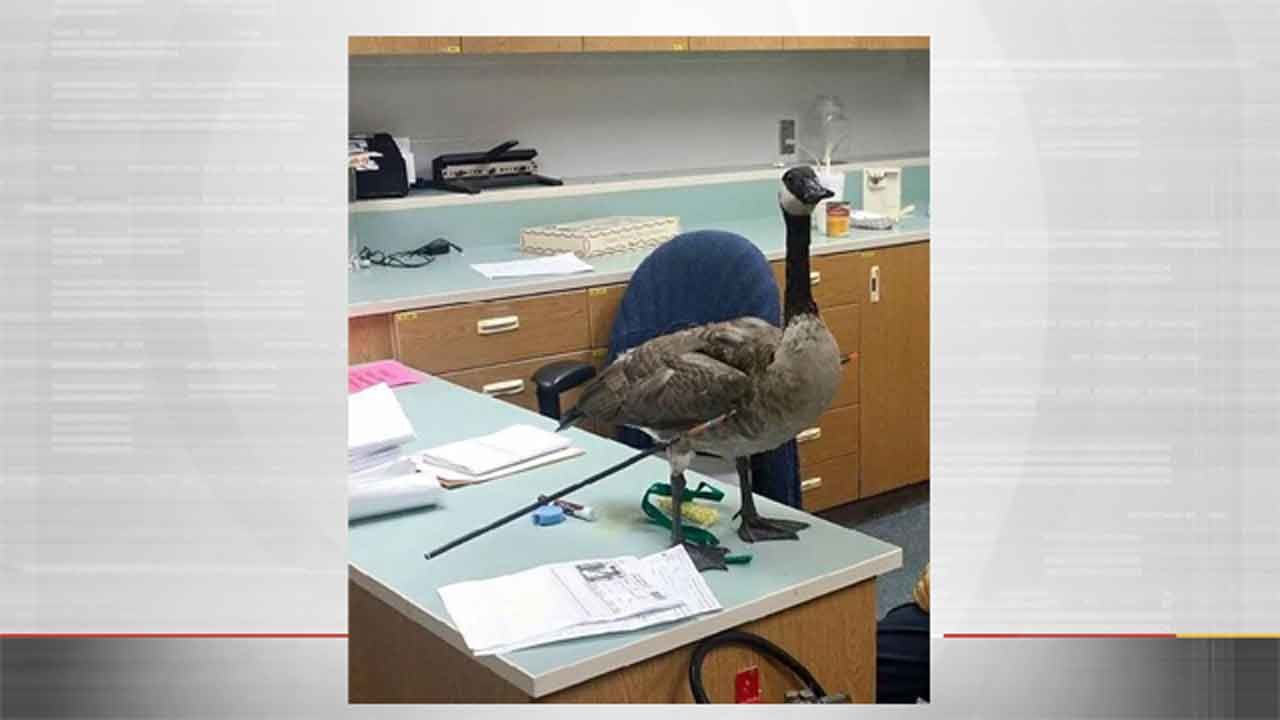 Suspect Sought For Shooting Goose With Arrow In SW OKC