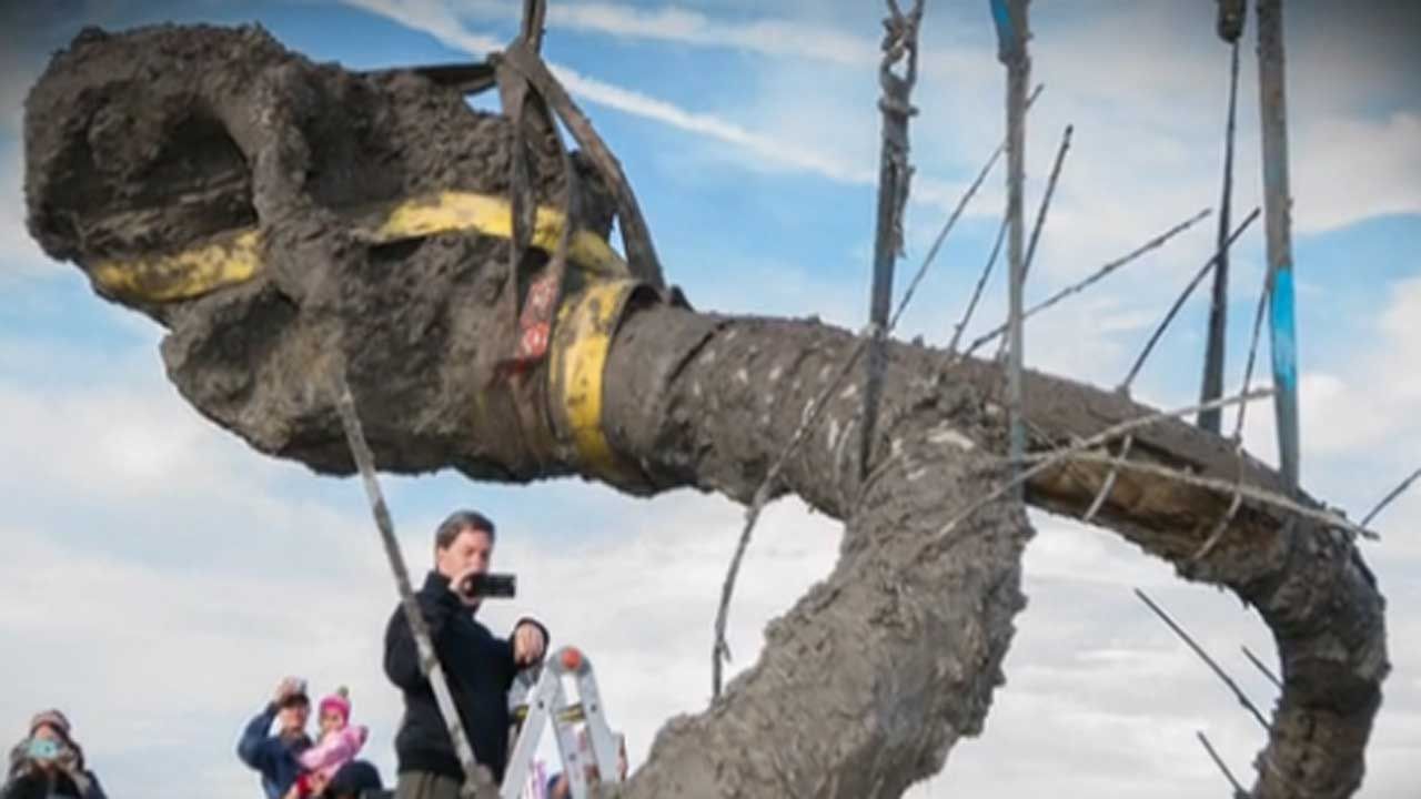 Woolly Mammoth Unearthed In Michigan
