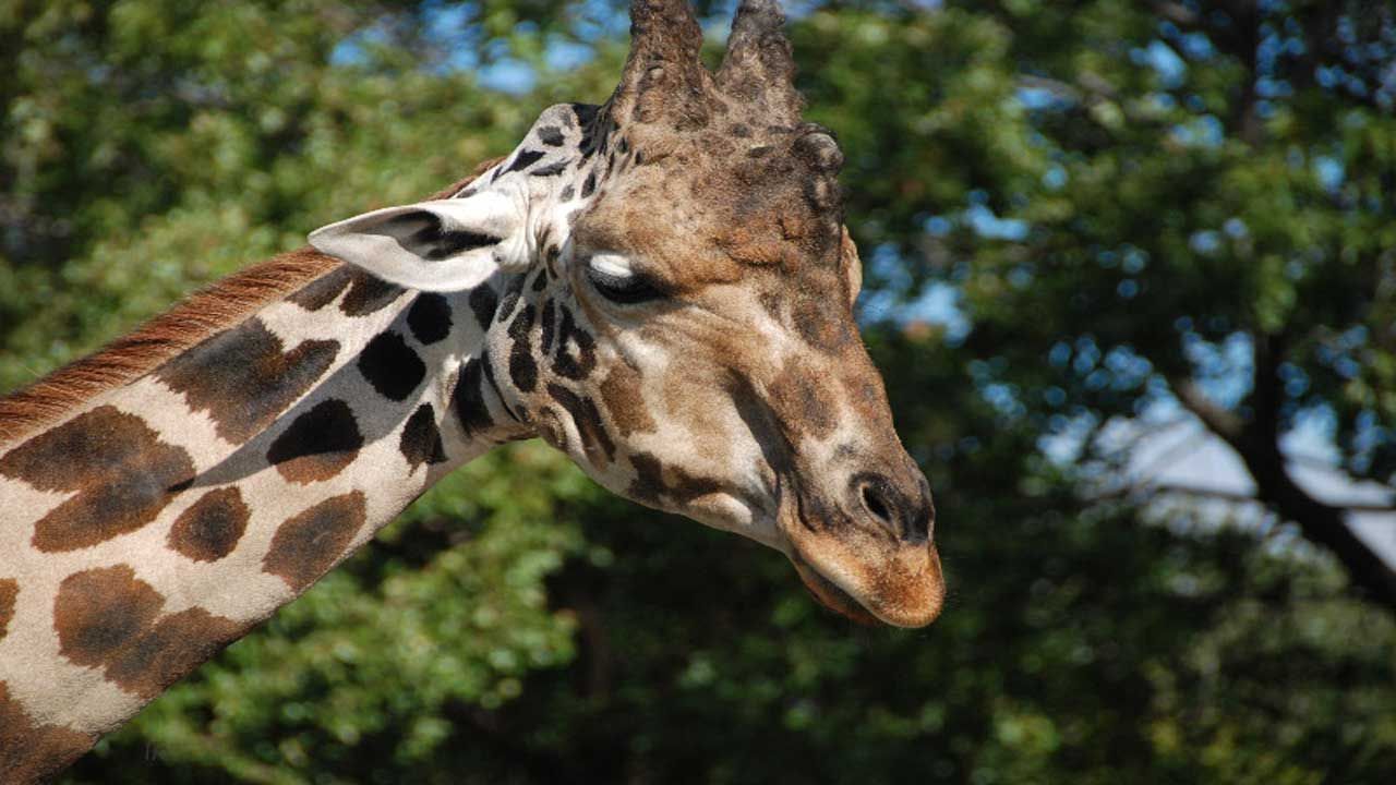 OKC Zoo Announces Death Of Adult Giraffe