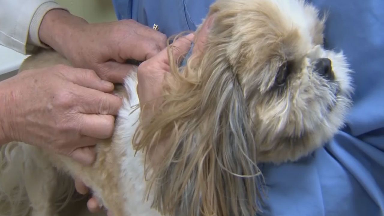 Vets Concerned Over Flu Epidemic In Dogs