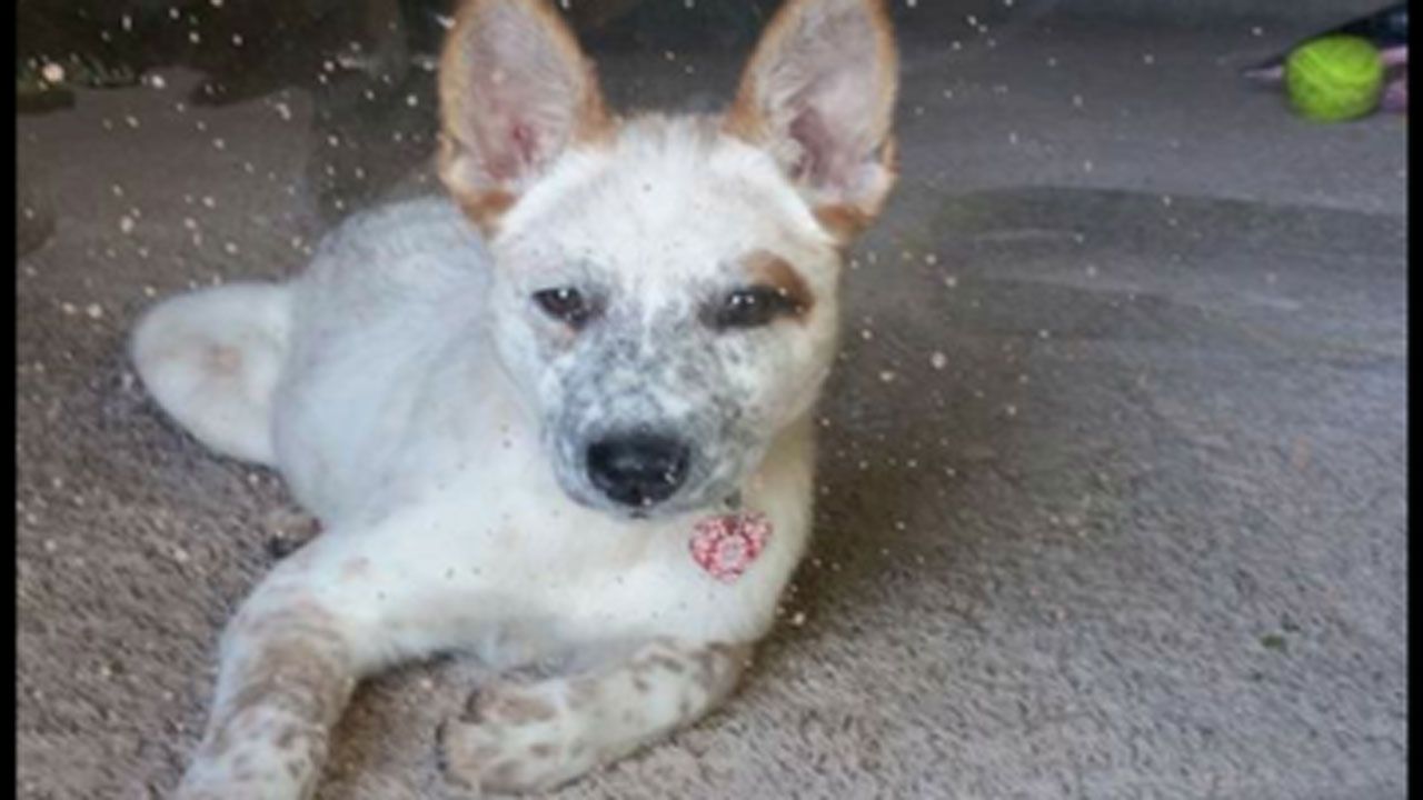 Guthrie Family Looks For Dog Lost Following Fatal Crash