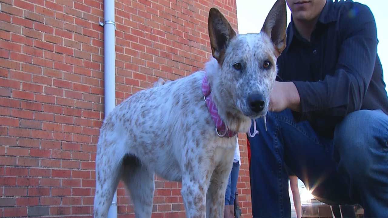 Dog Reunites With Family After Deadly Crash