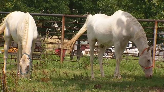 Donations Are Low For Equine Rescue That Helped Rudy The Horse