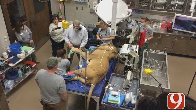 Lion Gets Wellness Exam At OKC Zoo
