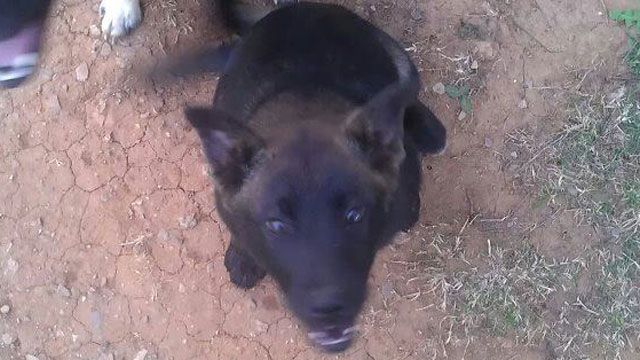 Dog Flu Outbreak: How To Protect Your Pet