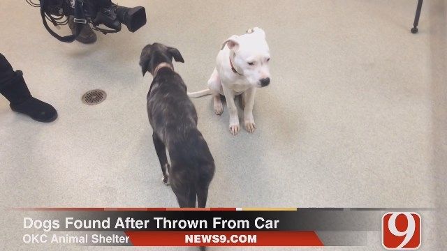 Authorities Investigate After 2 Dogs Reportedly Thrown From Vehicle In OKC