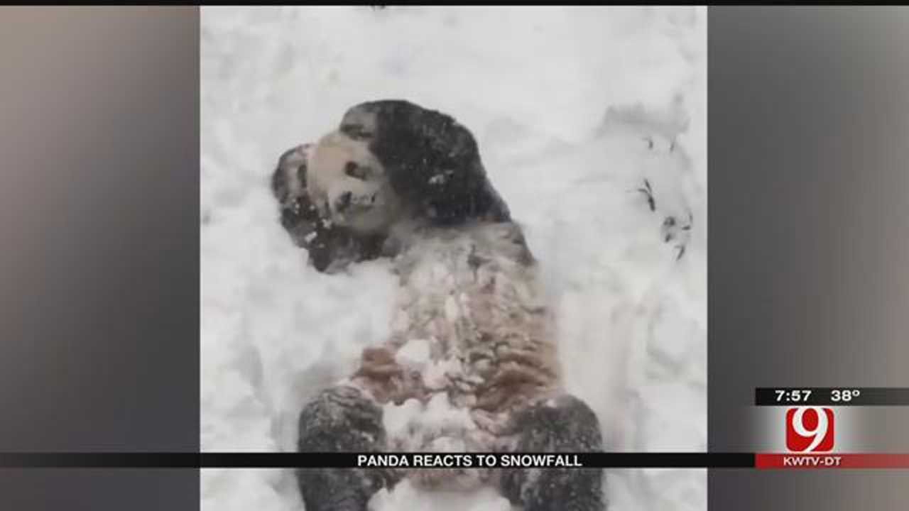 Viral Video: Tian Tian Plays In The Snow