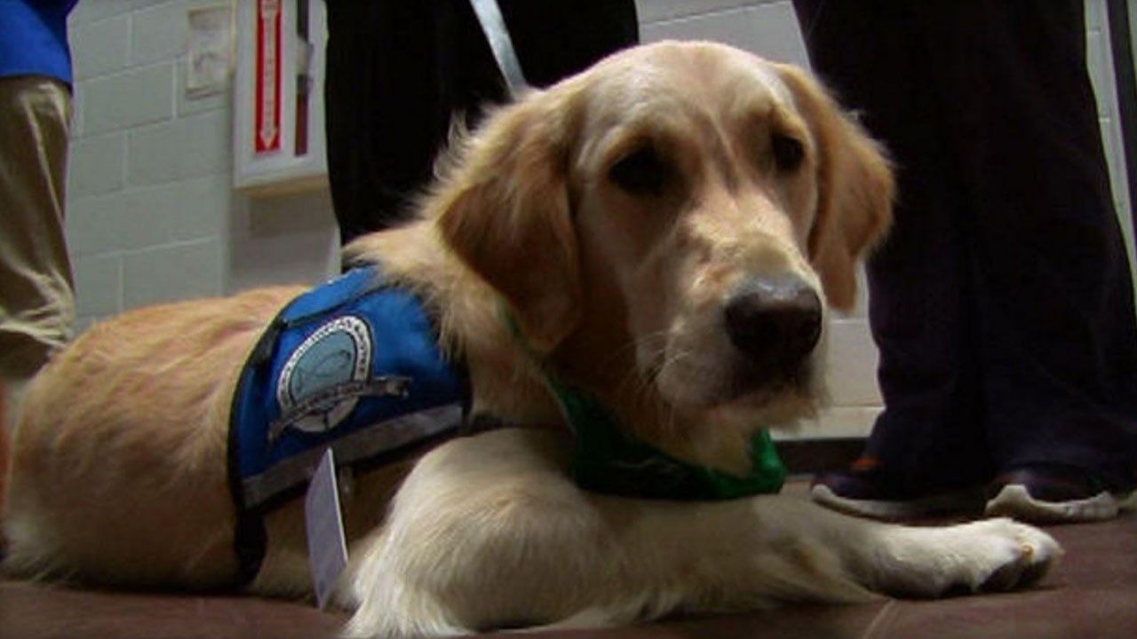 Comfort Dog Aids Girls Facing Alleged Sexual Abusers In Ohio Cou